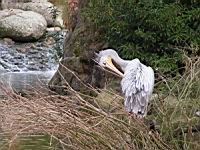 Pelican, Pelecanus onocrotalus, P. rufescens (ord Pelecaniformes) (fam Pelecanides) (Photo F. Mrugala) (09)